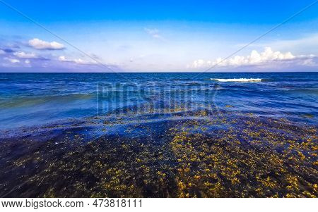 Tropical Caribbean Beach Water Seaweed Sargazo Playa Del Carmen Mexico.