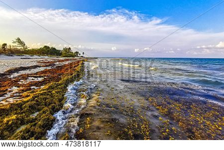 Tropical Caribbean Beach Water Seaweed Sargazo Playa Del Carmen Mexico.