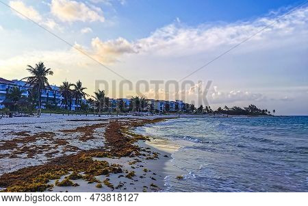Tropical Caribbean Beach Water Seaweed Sargazo Playa Del Carmen Mexico.