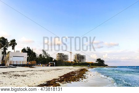 Tropical Caribbean Beach Water Seaweed Sargazo Playa Del Carmen Mexico.
