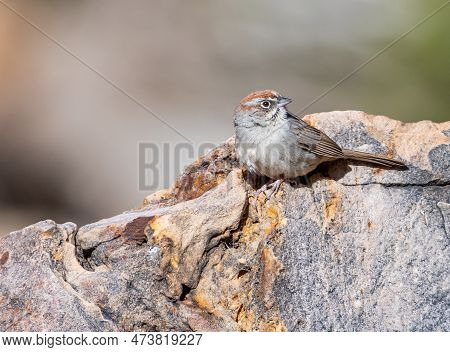 A Beautiful Rufous-crowned Sparrow Perched On A Rough Stone In A Colorado Desert Canyon.