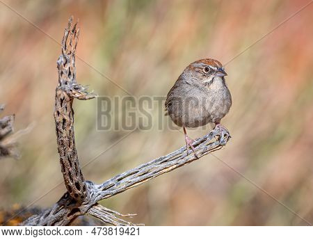 A Beautiful Rufous-crowned Sparrow Perched On A Cholla Skeleton In A Colorado Desert Canyon.