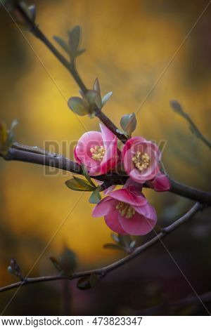 Quince Flowers. Spring. Pastel Flowers On Wild Blooming Trees. Spring Gardens With Blooming Trees An