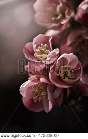 Quince Flowers. Spring. Pastel Flowers On Wild Blooming Trees. Spring Gardens With Blooming Trees An