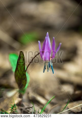 Spring Forest Flower European Kandyk Or Fang Blooms Beautifully In The Shade Of Forest Trees.