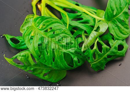 The Sprout Of Monstera Munky On A Black Background.