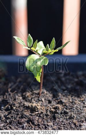 Cobaea Scandens Young Plant Growing In The Garden
