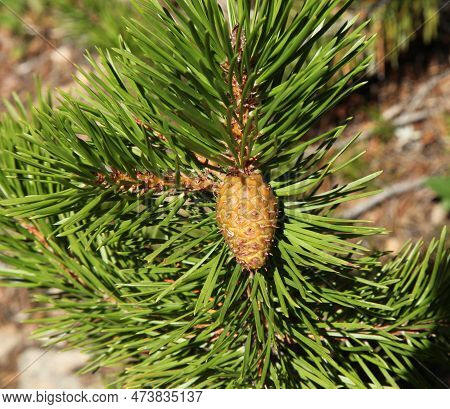Lodgepole Pine (pinus Contorta) Cone In Beartooth Mountains, Montana