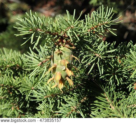 Douglas-fir (pseudotsuga Menziesii) Cone In Beartooth Mountains, Montana