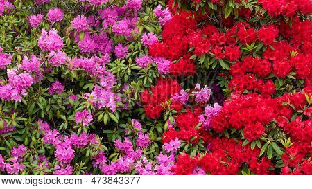 Azalea Flower Background. Azalea Flower Outdoor. Bright Azalea Flower. Photo Of Azalea Flower