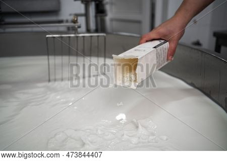 Cheesemaker Add Starter Ferment In A Large Steel Tank Full Of Milk. Cheese Production Cheesery Dairy
