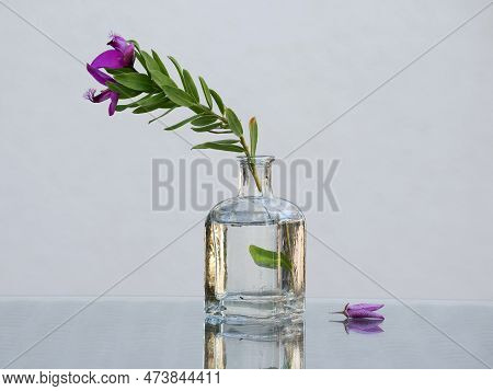 Still Life With Myrtle-leaf Milkwort Branch In The Small Vintage Bottle. Selective Soft Focus.  Free