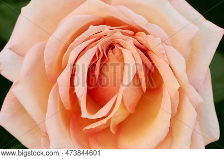The Flower Of The Barock Climbing Rose Is Pale Apricot Yellow To Pink. Floral Background