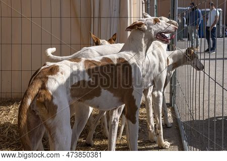 Hunting And Hunters Fair In The Majorcan Town Of Santanyi. Exhibition Of Hunting Dogs Of The Ibizan 