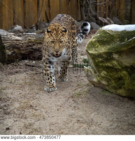 Far Eastern Leopard And Its Life In The Zoo. An Endangered Species Of Predators. Amur Pardus
