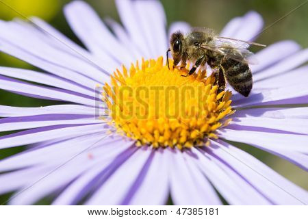 Honey bee on a blue daisy
