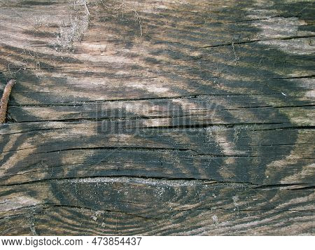 Grunge Rough Texture, Wood Texture. Naturally Aged Plank. Aged, Rustic Gray Dark Pine Wood Texture. 