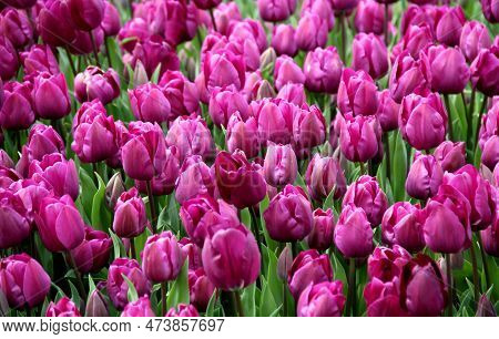 Field Of Bright Purple Tulips Close Up At Goztepe Park During The Annual Tulip Festival In Istanbul,