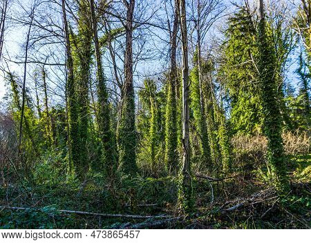 Ivy Gorws On Bare Trees In Des Moines, Washington.