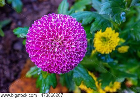 Pompon Dahlias Flowers In The Garden