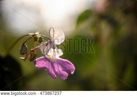A Purple Flower Impatiens Balfourii With White Petals And A Purple Center.
