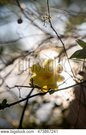 A Jasminum Nudiflorum Jazmin Yellow Flower In The Sun