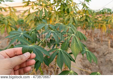 Cassava Field On Sunrise. Food It Is Commonly Used Animal Feed. Sampou During Summer. Product Name I