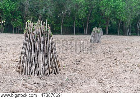 Cassava Field On Sunrise. Food It Is Commonly Used Animal Feed. Sampou During Summer. Product Name I
