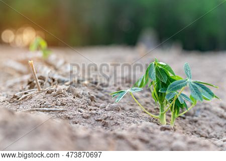 Cassava Field On Sunrise. Food It Is Commonly Used Animal Feed. Sampou During Summer. Product Name I