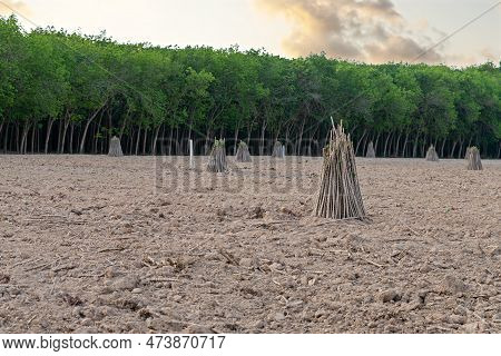 Cassava Field On Sunrise. Food It Is Commonly Used Animal Feed. Sampou During Summer. Product Name I