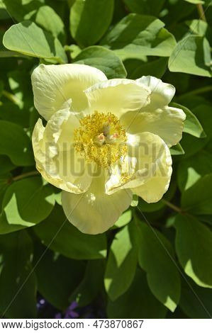 Mlokosewitchs Peony Flower In The Garden In Spring