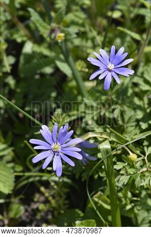 Apennine Anemone Blue Flowers In The Spring