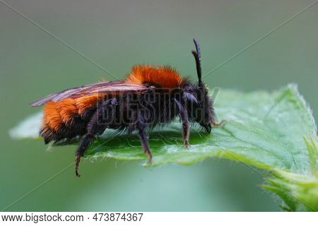 Detailed Closeup On A Colorful Red And Black Female Tawny Mining Bee , Andrena Fulva Sitting On A Gr