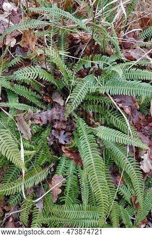 Natural Closeup On A Evergreen Deer Fern, Struthiopteris Spicant In The Forest