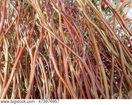 Detail Of A Eastre Spring Twig On A Market