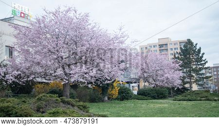 A Cherry Blossom Just Outside Hotel Sport