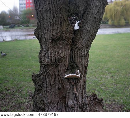 A Picture Of A Tree At A Park In Kralupy Nad Vltavou
