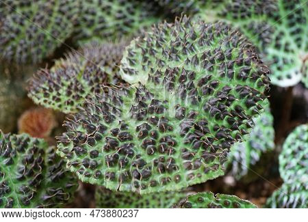 Close Up Of The Black Spikes On Begonia Melanobullata Green Leaf, A Rare Houseplant