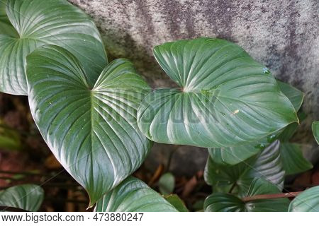 Close Up Of The Shiny Love-shaped Leaf Of Homalomena Rubescens, A Rare Tropical Plant