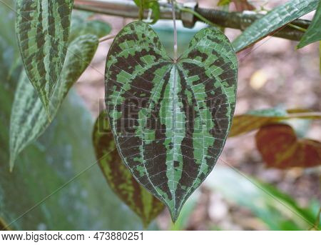 Close Up Of The Beautiful Leaf Pattern Of Dioscorea Dodecaneura, Also Known As Ornamental Yam