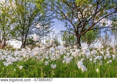 Beautiful White Wildflowers Of Anemones Bloom In The Garden. Anemone Sylvestris