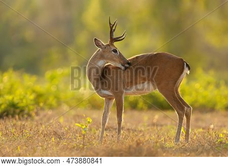 Close Up Of A Pampas Deer At Sunset, Pantanal, Brazil.