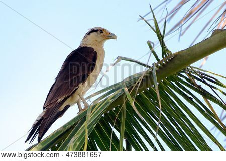 Yellow-headed Caracara (milvago Chimachima) Perched On Coconut Palm Straw