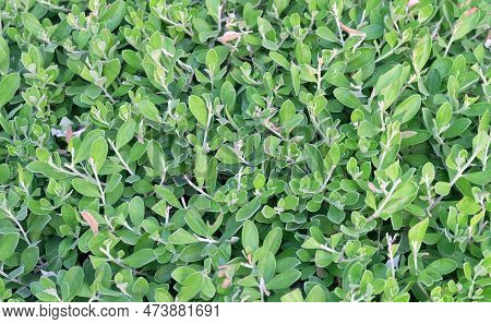 Ecology Concepts, Leucophyllum Frutescens, Purple Sage, Texas Ranger, Silverleaf Or White Sage Plant