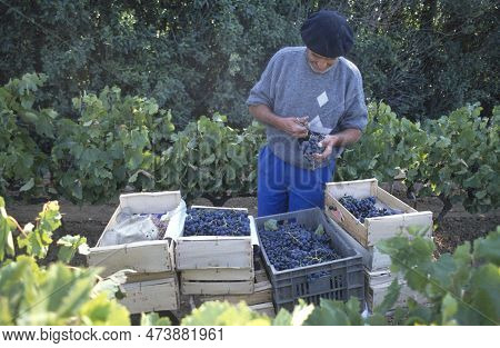 Maubec, France-september 03, 2022: Man Harvesting Black Grapes In The Vineyard In The Luberon, Near 