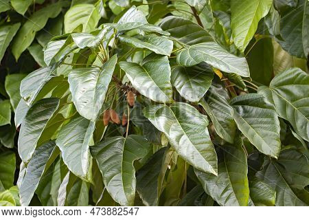 Leaves Of A Pangium Tree, Pangium Edule