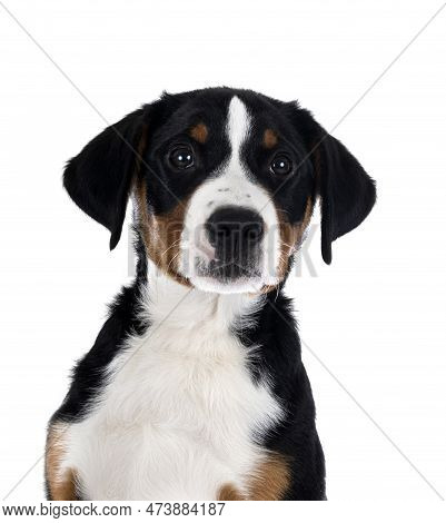 Puppy Appenzeller Sennenhund In Front Of White Background