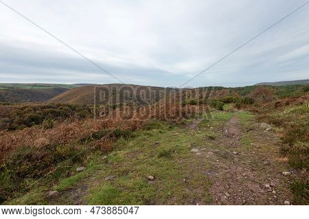 Horner Woods In Somerset