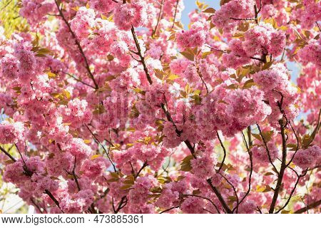 Image Of Sakura Flower Bloom. Spring Sakura Flower. Spring Sakura Flower. Sakura Flower On Branch