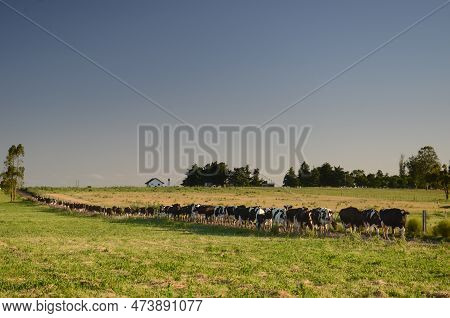 Long Line Of Cows Going To Graze In A Field, During Sunset. San Ramon, Canelones, Uruguay